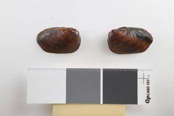 Media type: image; Malacology 5111   Description: Dry pair of valves;  Aspect: Vo